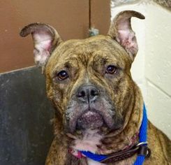 Bullboxer Pit Dogs for adoption in Ridgefield, CT, USA