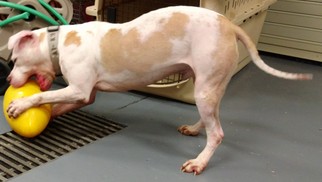 Bulldog Dogs for adoption in Dahlgren, VA, USA