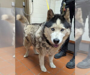 Siberian Husky Dogs for adoption in Camarillo, CA, USA