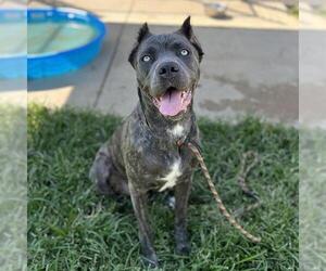 Mutt Dogs for adoption in Modesto, CA, USA