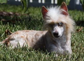Mutt Dogs for adoption in parrish, FL, USA