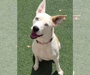 Huskies -Unknown Mix Dogs for adoption in Rockwall, TX, USA
