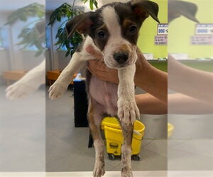 Australian Shepherd-Unknown Mix Dogs for adoption in Rancho Cucamonga, CA, USA