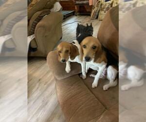 Beagle Dogs for adoption in Weatherford, TX, USA