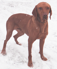 Vizsla Dogs for adoption in Stockport, OH, USA