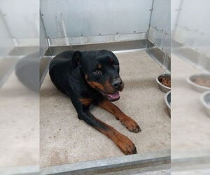 Rottweiler Dogs for adoption in San Bernardino, CA, USA