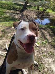 American Pit Bull Terrier Dogs for adoption in Alta Loma, CA, USA