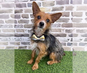 Mutt Dogs for adoption in Corona, CA, USA