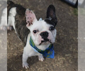 Boston Terrier-Unknown Mix Dogs for adoption in San Antonio, TX, USA