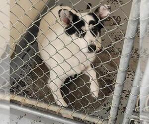 Huskies -Unknown Mix Dogs for adoption in Anchorage, AK, USA