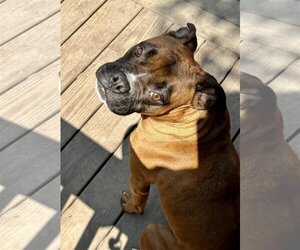 Boxer Dogs for adoption in Lexington, SC, USA
