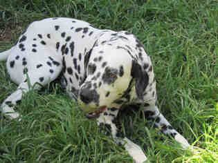 Dalmatian Dogs for adoption in San Antonio, TX, USA