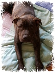 American Pit Bull Terrier-Unknown Mix Dogs for adoption in Montello, WI, USA