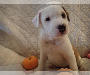 Small Border Collie Mix