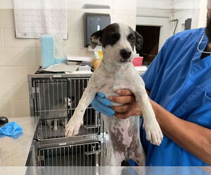 American Pit Bull Terrier-Unknown Mix Dogs for adoption in San Bernardino, CA, USA