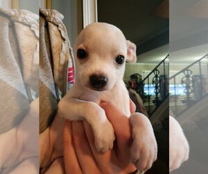 Chihuahua Dogs for adoption in Mechanicsburg, PA, USA