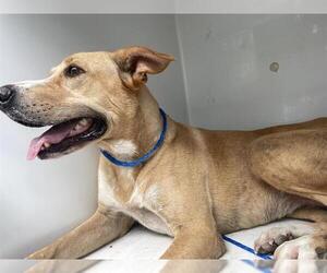 Labrador Retriever Dogs for adoption in Houston, TX, USA