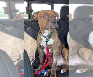 American Staffordshire Terrier-Unknown Mix Dogs for adoption in Wenonah, NJ, USA