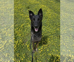Mutt Dogs for adoption in Virginia Beach, VA, USA