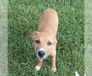 Labrador Retriever Dogs for adoption in Rutherfordton, NC, USA