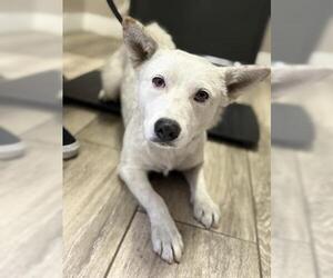 Mutt Dogs for adoption in Redlands, CA, USA