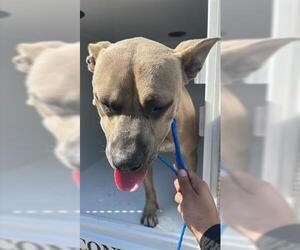 Mutt Dogs for adoption in Houston, TX, USA