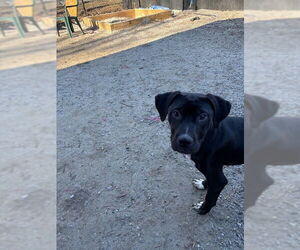 Mutt Dogs for adoption in Elmsford, NY, USA