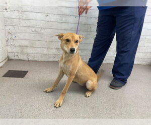 Mutt Dogs for adoption in San Bernardino, CA, USA