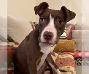 American Pit Bull Terrier Dogs for adoption in Simi valley , CA, USA