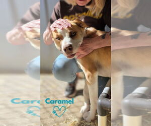 Medium Photo #5 Border Collie-Unknown Mix Puppy For Sale in Monte Vista, CO, USA