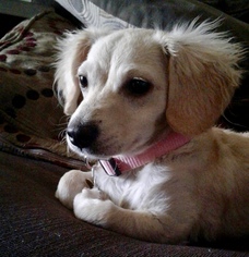 Medium Photo #1 Dachshund-Unknown Mix Puppy For Sale in Lancaster, CA, USA
