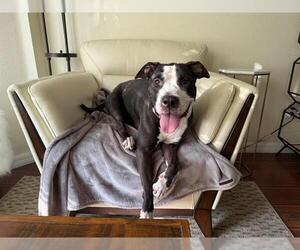 American Pit Bull Terrier-Unknown Mix Dogs for adoption in Orlando, FL, USA