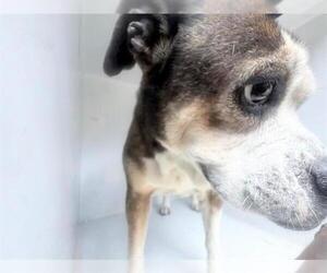 Boxer-Unknown Mix Dogs for adoption in Houston, TX, USA