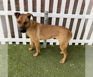 Black Mouth Cur-Unknown Mix Dogs for adoption in Modesto, CA, USA
