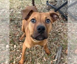 Black Mouth Cur-Unknown Mix Dogs for adoption in Texas City, TX, USA