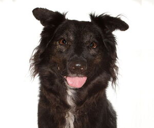 Border Collie-Unknown Mix Dogs for adoption in Oakland Park, FL, USA