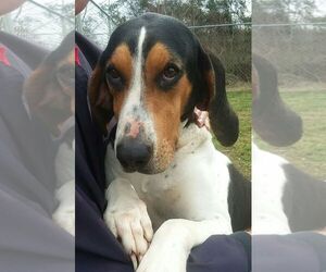 Treeing Walker Coonhound Dogs for adoption in Brooklyn, NY, USA