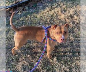 American Pit Bull Terrier Dogs for adoption in Derwood, MD, USA