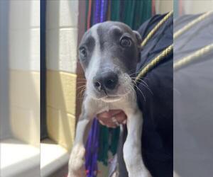 Mutt Dogs for adoption in Tulsa, OK, USA