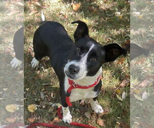 Border Collie-Unknown Mix Dogs for adoption in Rockaway, NJ, USA