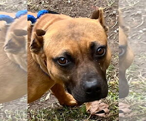 Medium Photo #1 Mutt Puppy For Sale in Tarboro, NC, USA