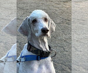 Mutt Dogs for adoption in Beverly Hills, CA, USA