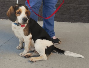Beagle-Unknown Mix Dogs for adoption in White Bluff, TN, USA