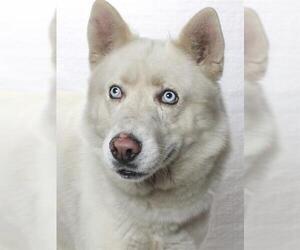 Siberian Husky Dogs for adoption in Burbank, CA, USA