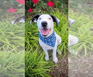 Labrador Retriever-Unknown Mix Dogs for adoption in Rockaway, NJ, USA