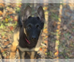 German Shepherd Dog-Unknown Mix Dogs for adoption in Imlay City, MI, USA