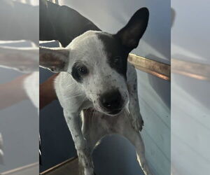 Australian Cattle Dog Dogs for adoption in San Bernardino, CA, USA