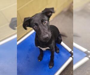 Labrador Retriever-Unknown Mix Dogs for adoption in Woodland, CA, USA