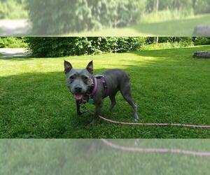 Staffordshire Bull Terrier Dogs for adoption in Gloversville, NY, USA