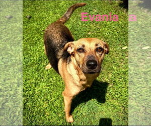 German Shepherd Dog-Unknown Mix Dogs for adoption in Alexander, AR, USA